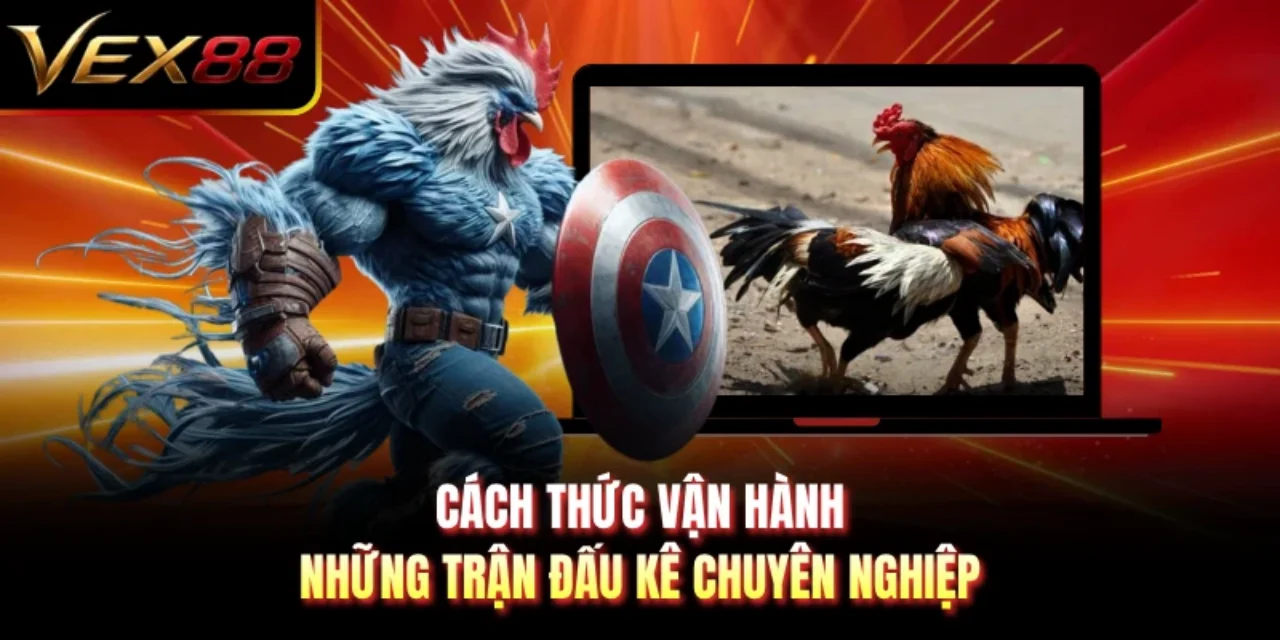 Cách thức vận hành những trận đấu kê chuyên nghiệp