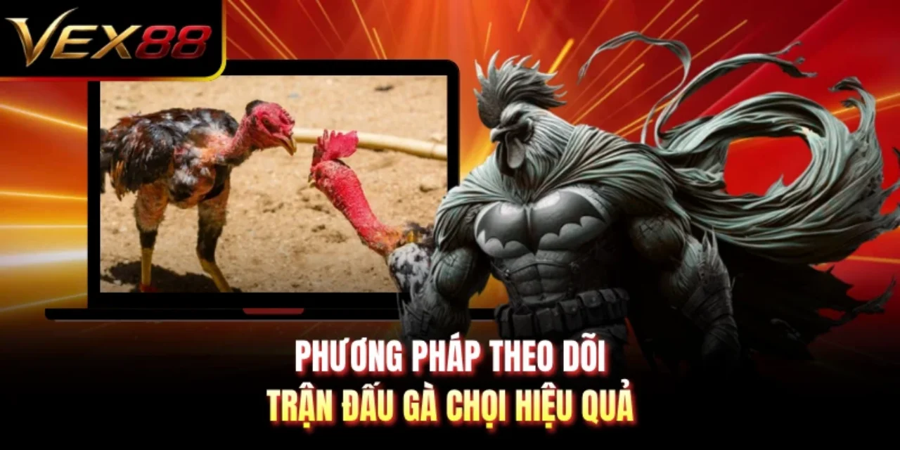 Phương pháp theo dõi trận đấu gà chọi hiệu quả
