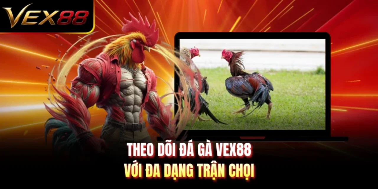 Theo dõi đá gà VEX88 với đa dạng trận chọi