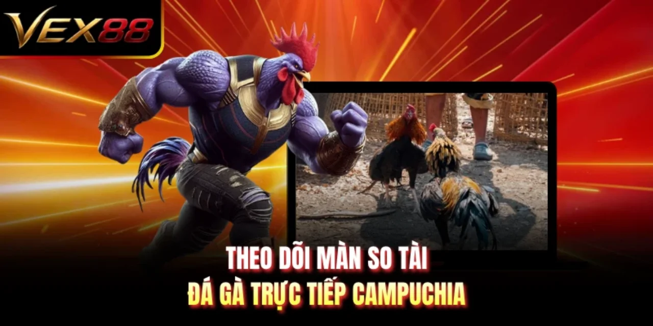 Theo dõi màn so tài đá gà trực tiếp Campuchia